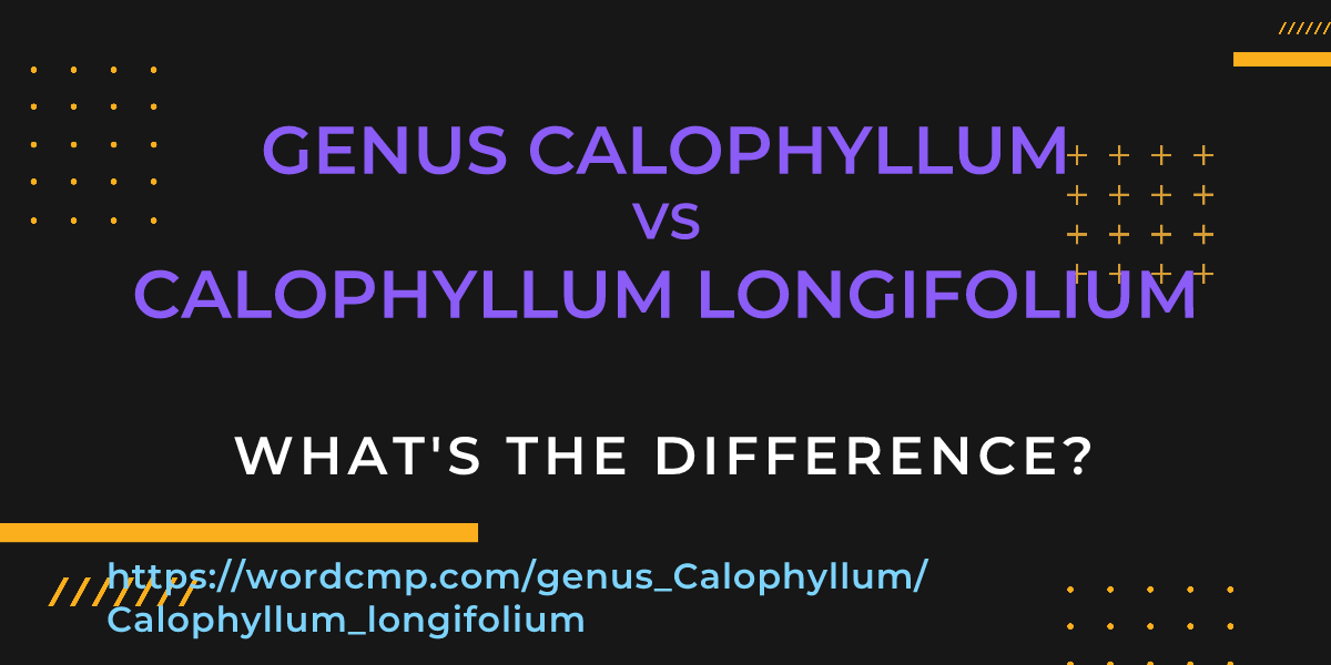 Difference between genus Calophyllum and Calophyllum longifolium