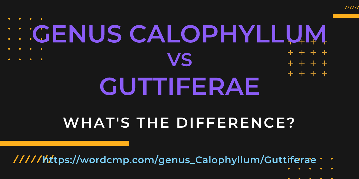 Difference between genus Calophyllum and Guttiferae