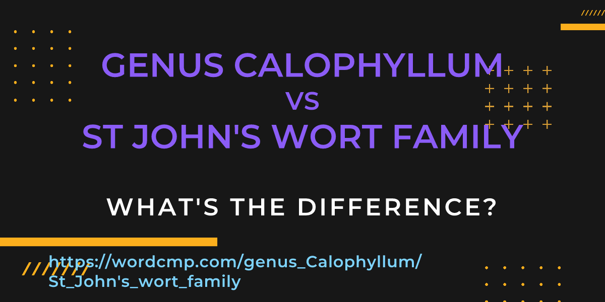 Difference between genus Calophyllum and St John's wort family
