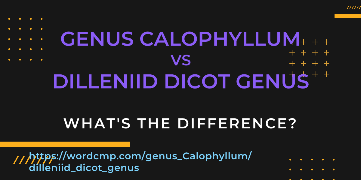 Difference between genus Calophyllum and dilleniid dicot genus