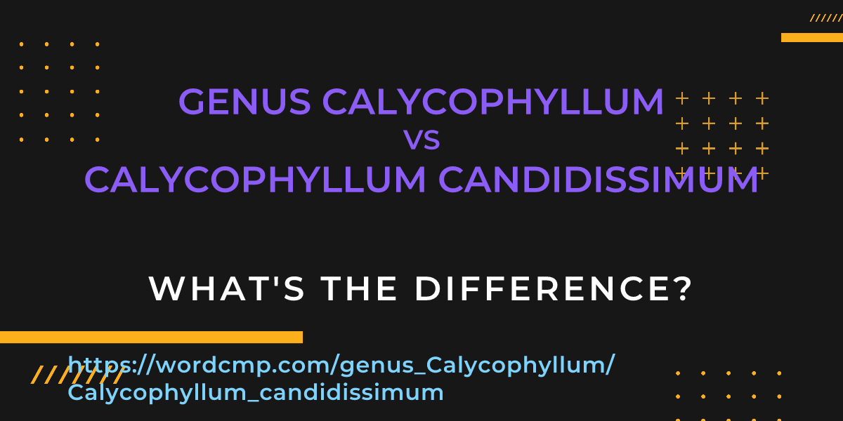 Difference between genus Calycophyllum and Calycophyllum candidissimum