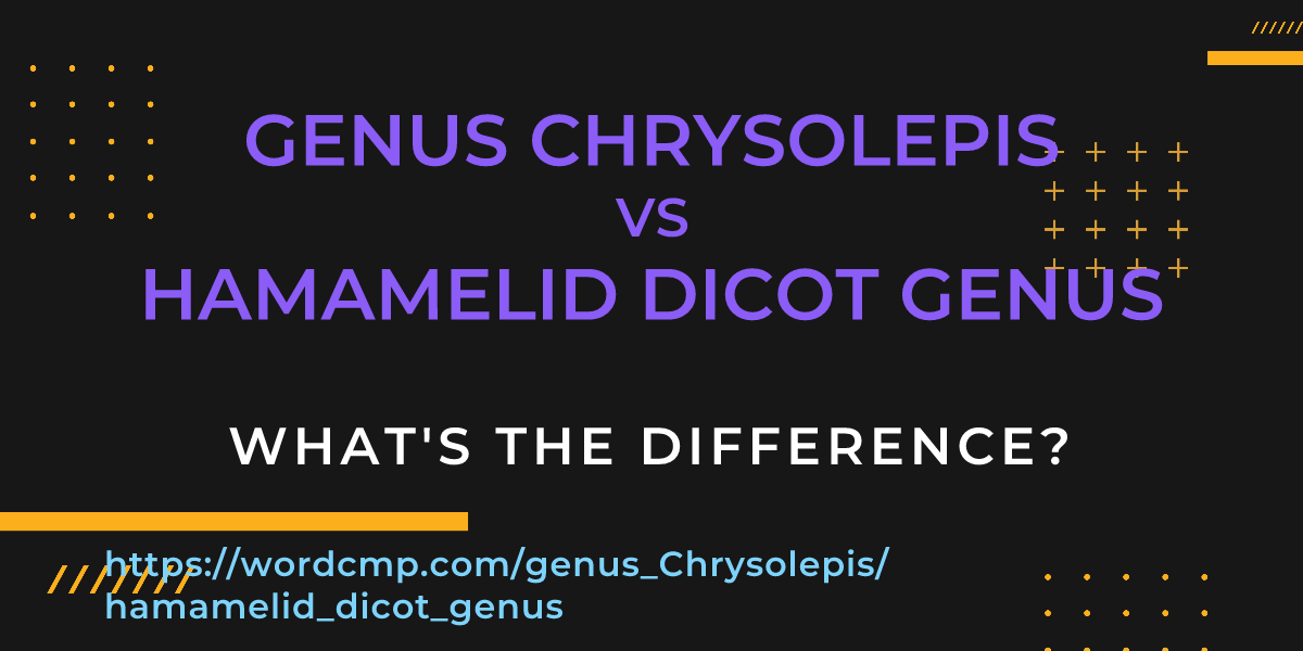 Difference between genus Chrysolepis and hamamelid dicot genus