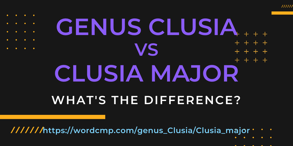 Difference between genus Clusia and Clusia major