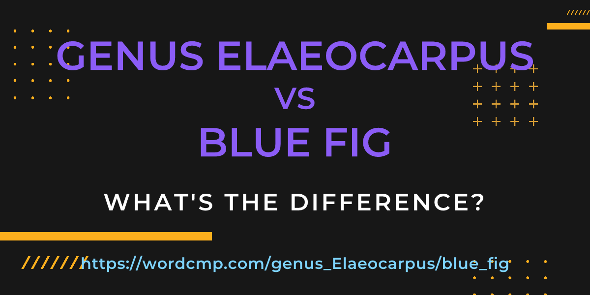 Difference between genus Elaeocarpus and blue fig