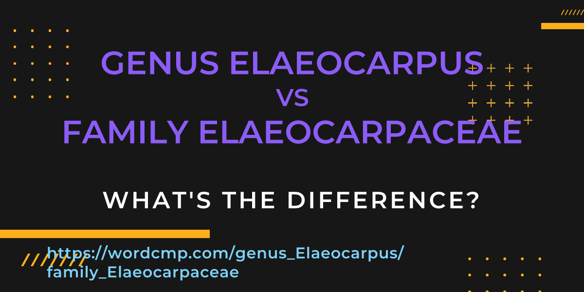 Difference between genus Elaeocarpus and family Elaeocarpaceae