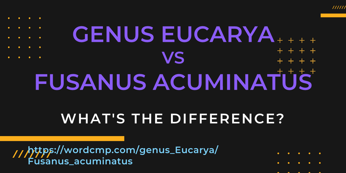 Difference between genus Eucarya and Fusanus acuminatus