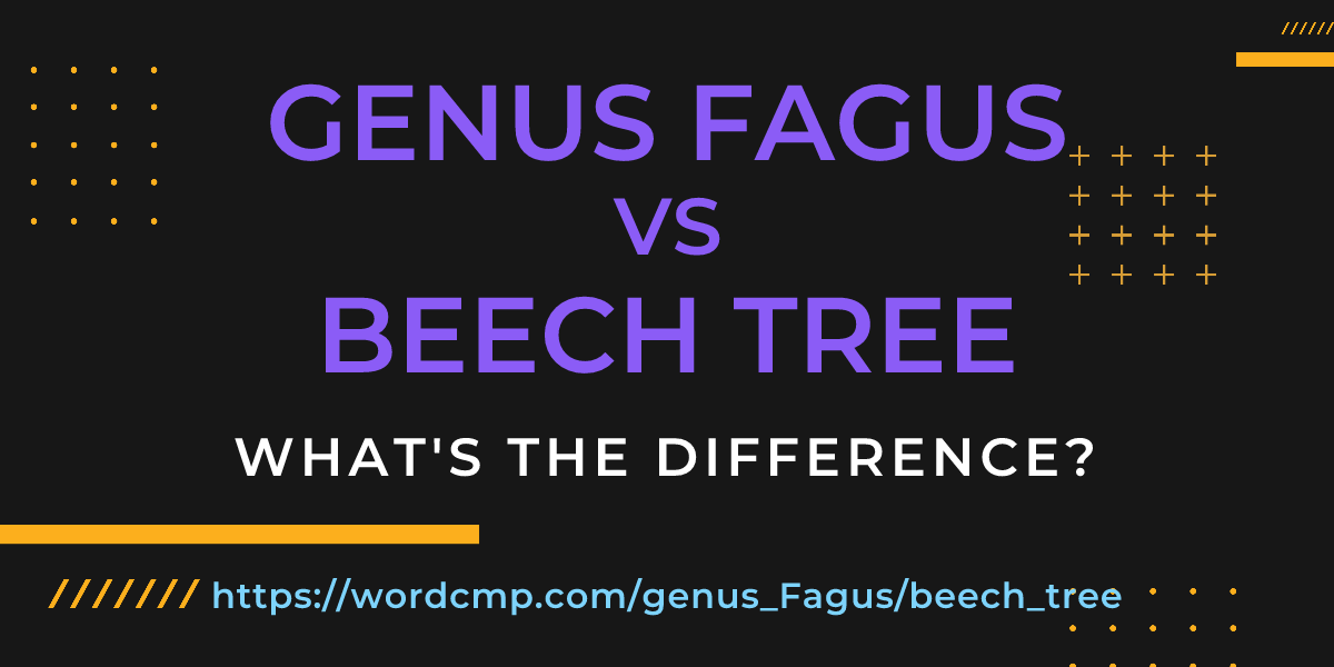 Difference between genus Fagus and beech tree