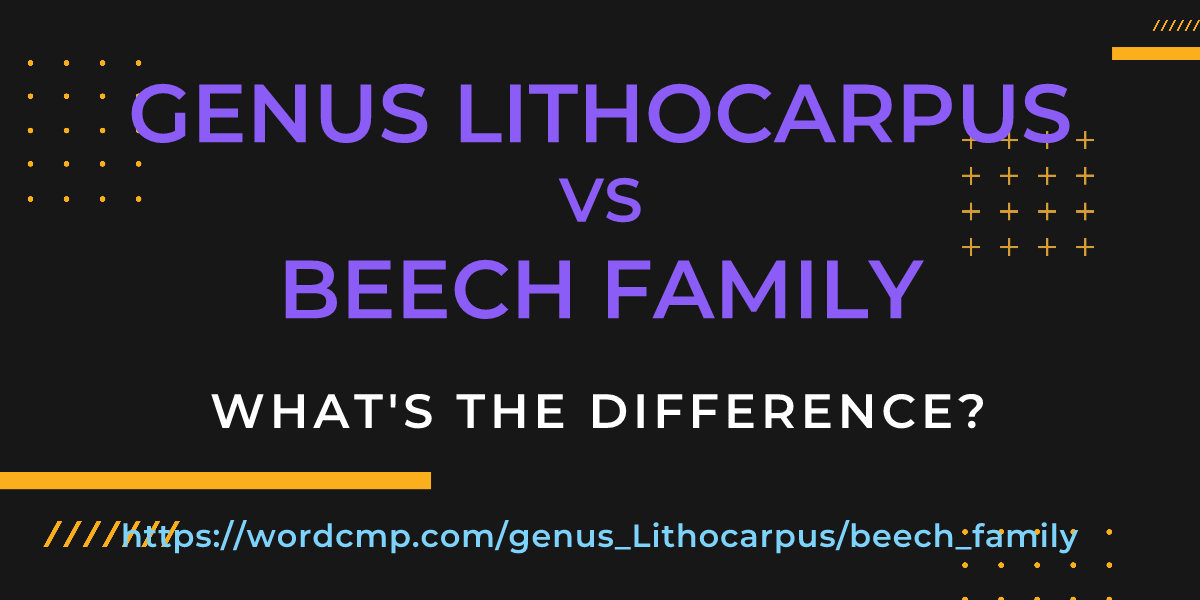 Difference between genus Lithocarpus and beech family