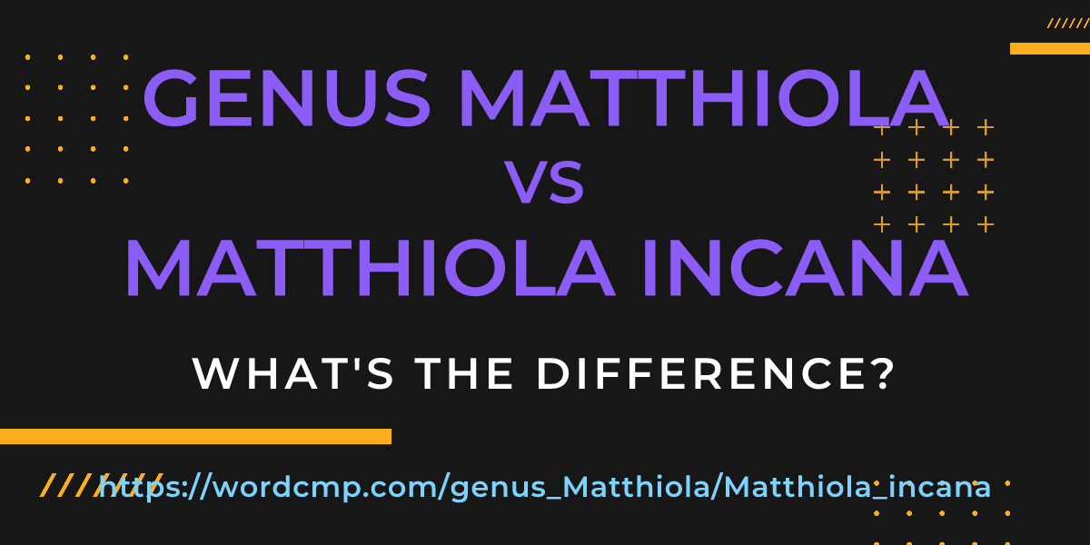 Difference between genus Matthiola and Matthiola incana