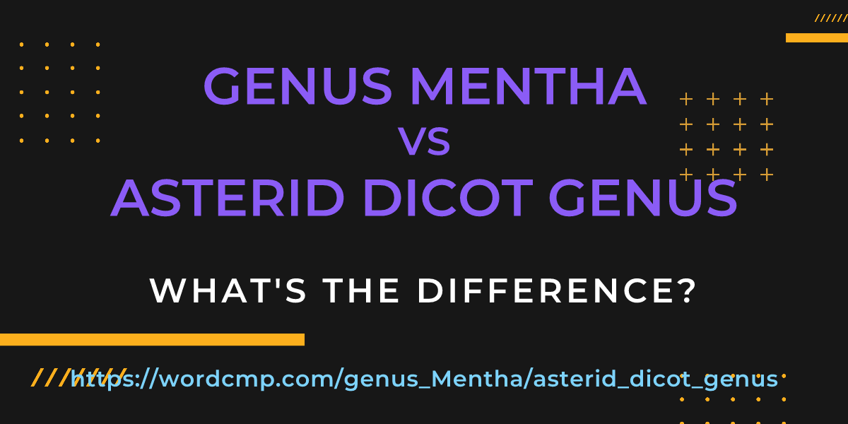 Difference between genus Mentha and asterid dicot genus