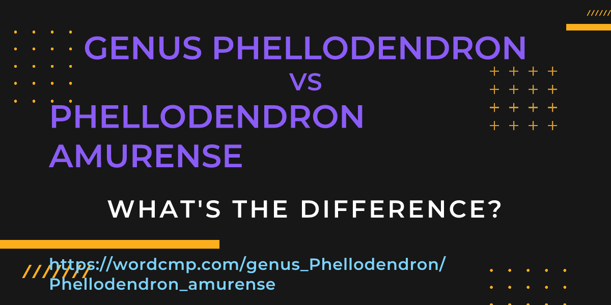 Difference between genus Phellodendron and Phellodendron amurense