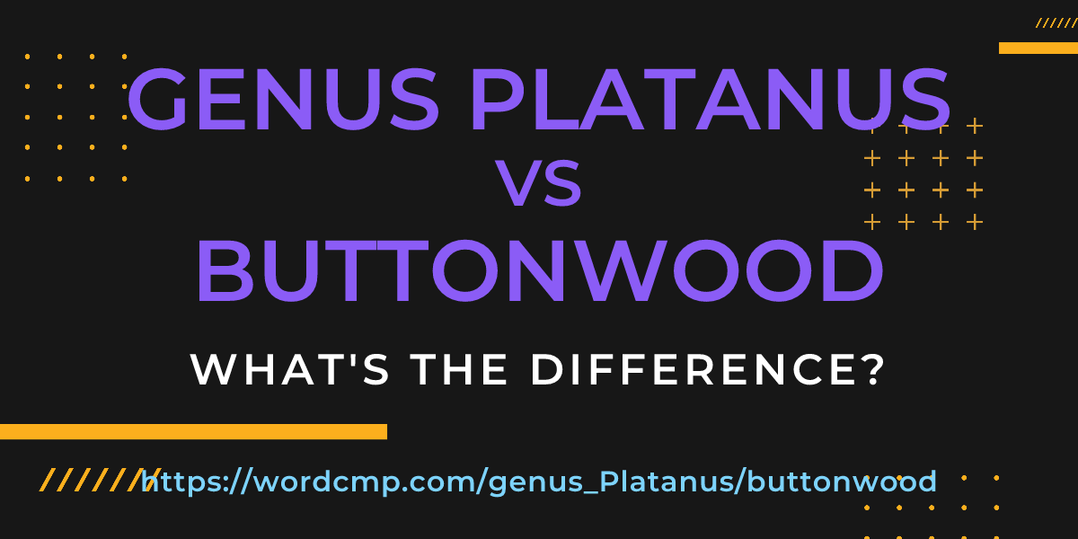 Difference between genus Platanus and buttonwood