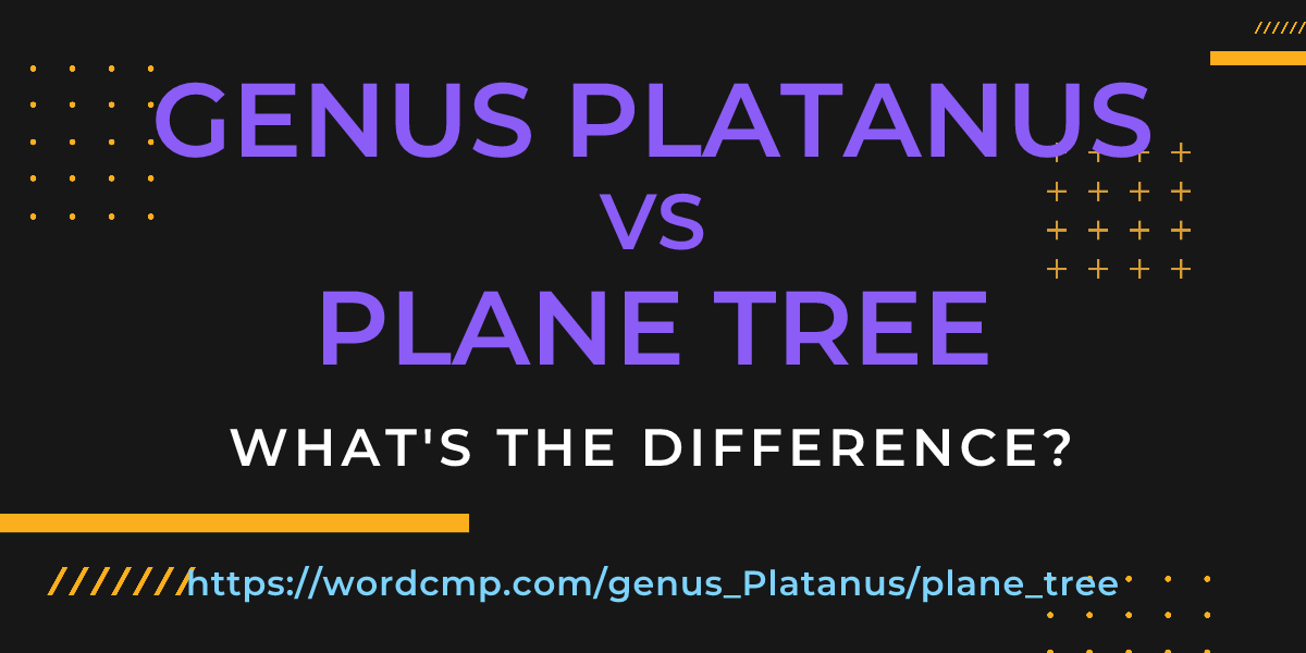 Difference between genus Platanus and plane tree