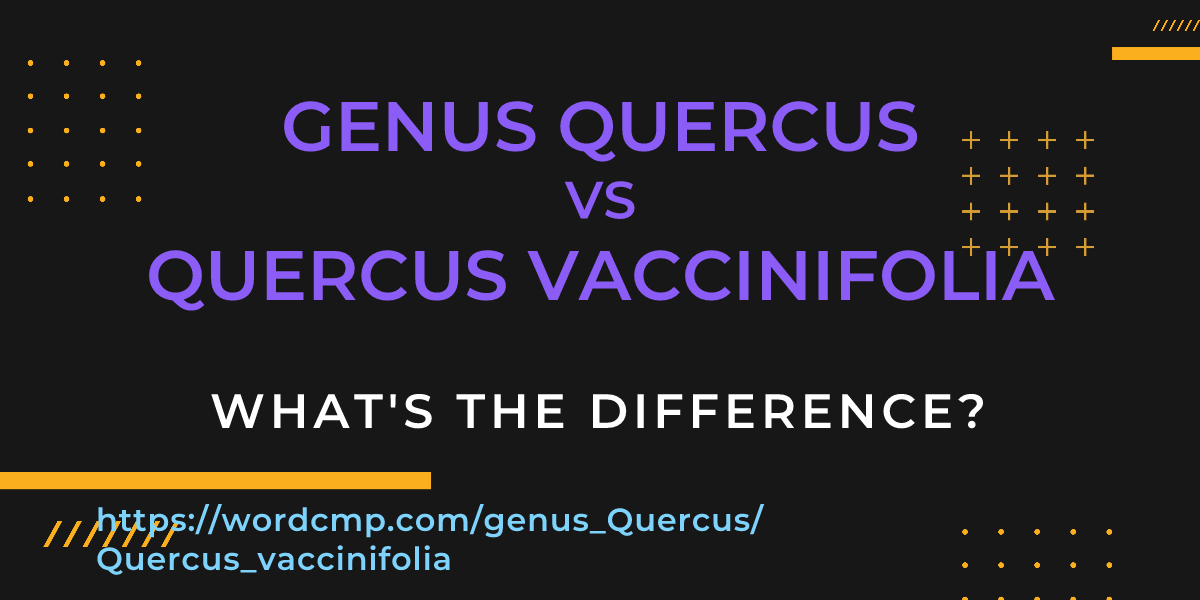 Difference between genus Quercus and Quercus vaccinifolia