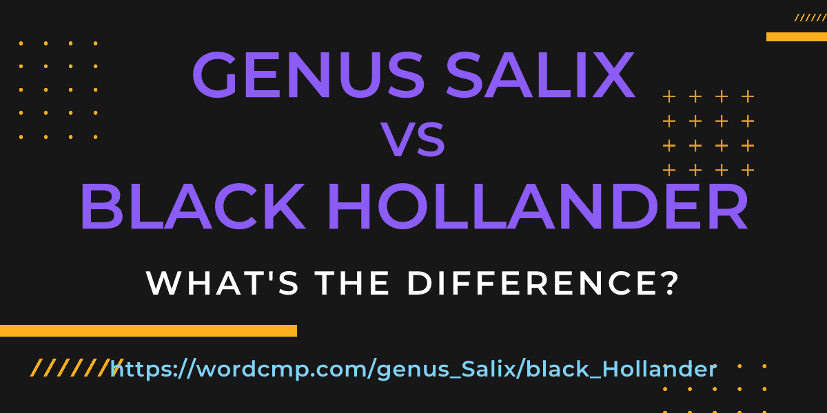 Difference between genus Salix and black Hollander