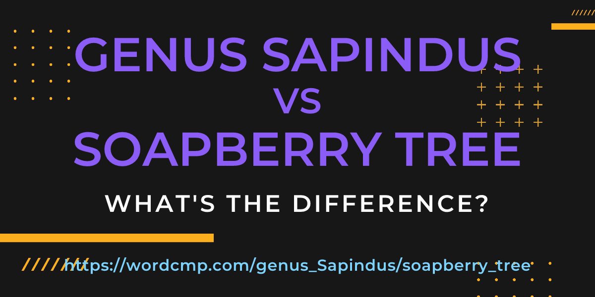 Difference between genus Sapindus and soapberry tree