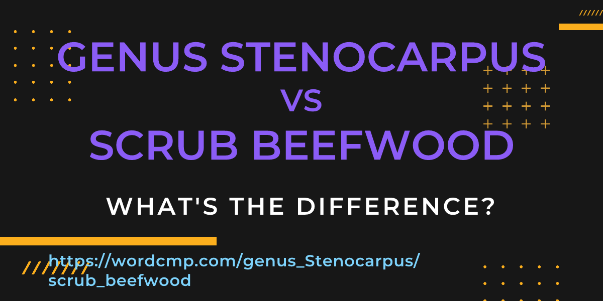 Difference between genus Stenocarpus and scrub beefwood