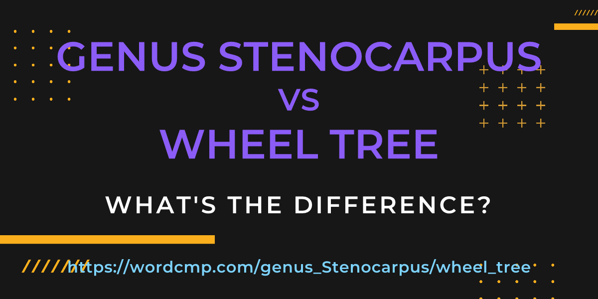 Difference between genus Stenocarpus and wheel tree