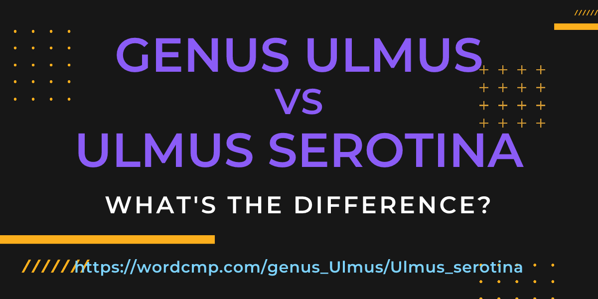 Difference between genus Ulmus and Ulmus serotina