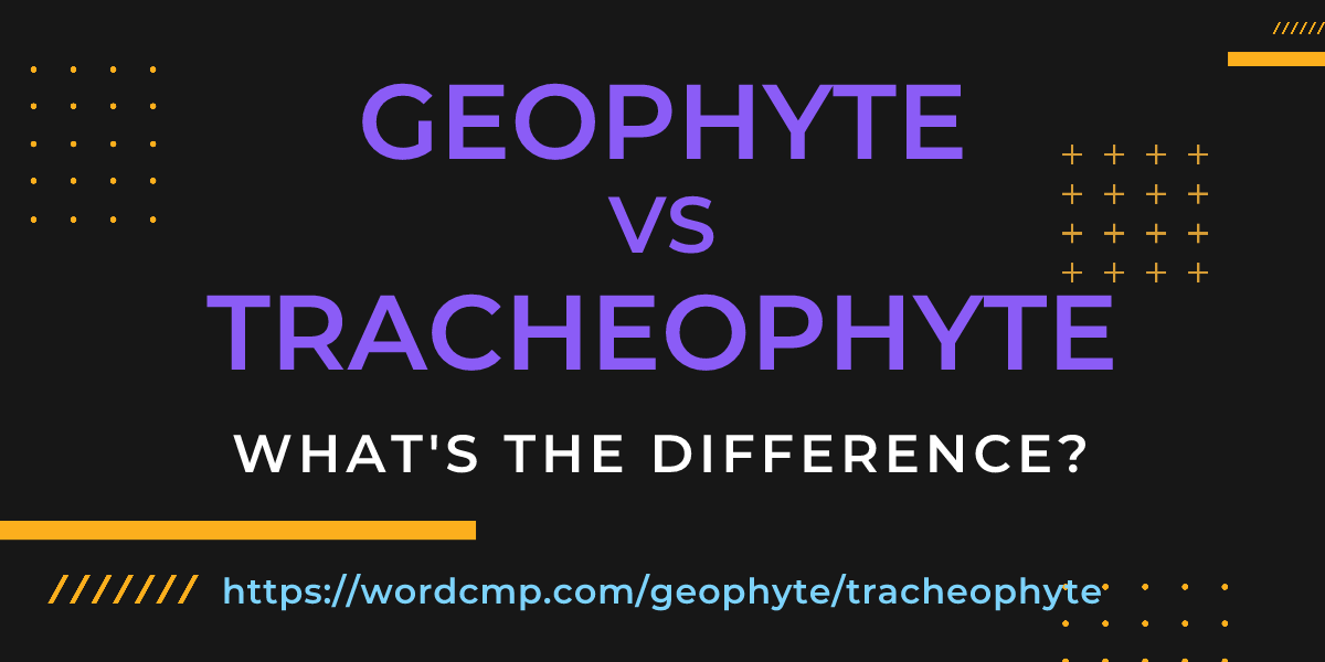 Difference between geophyte and tracheophyte