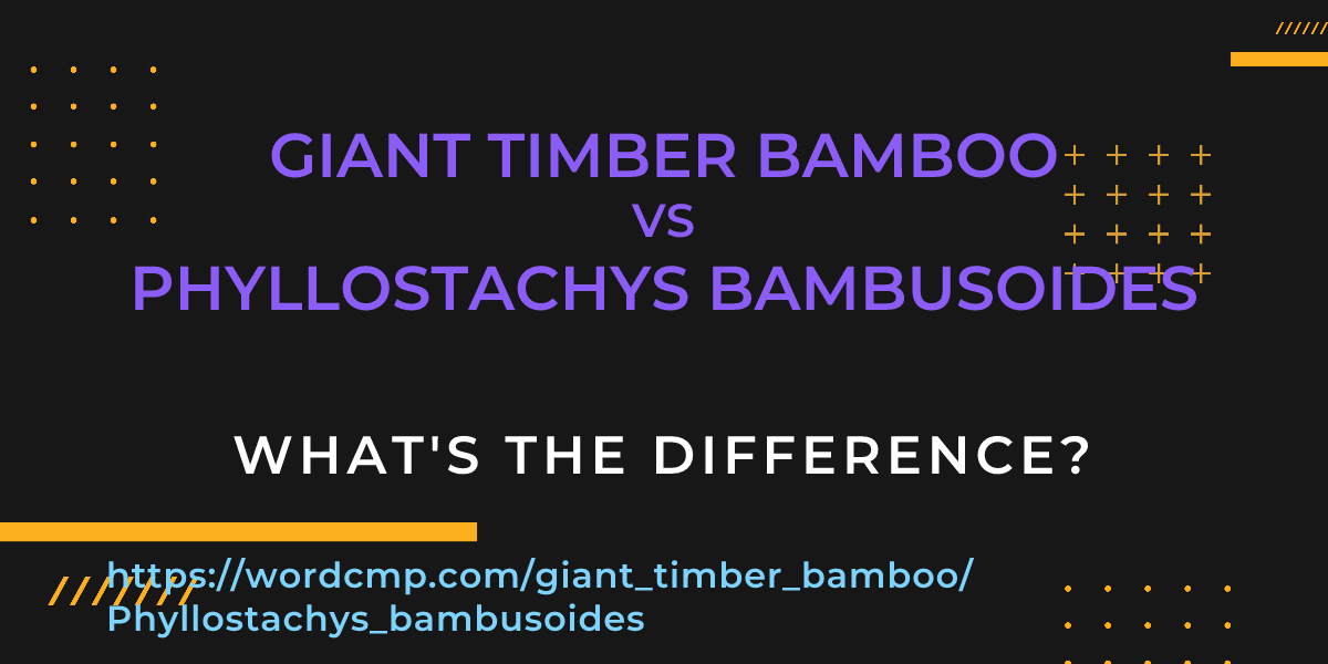Difference between giant timber bamboo and Phyllostachys bambusoides
