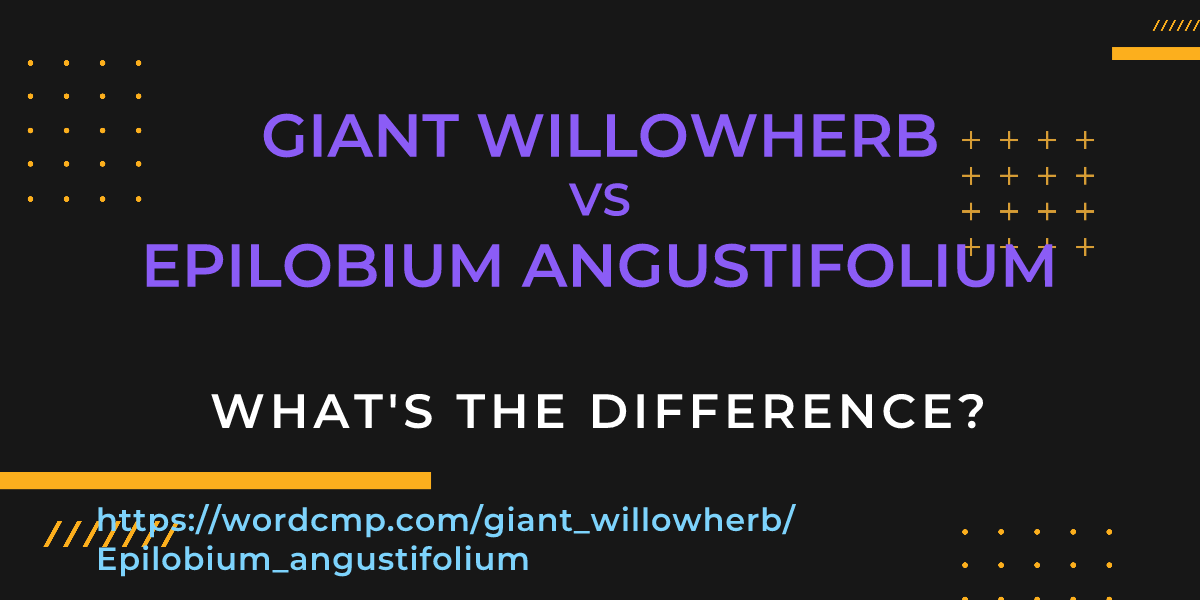 Difference between giant willowherb and Epilobium angustifolium