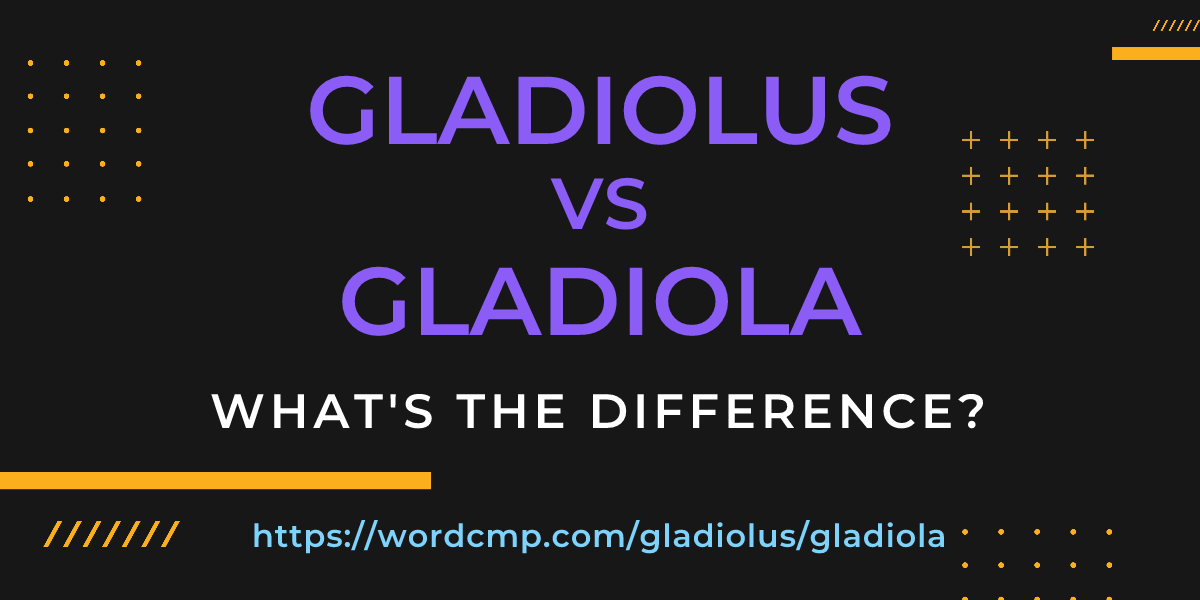Difference between gladiolus and gladiola