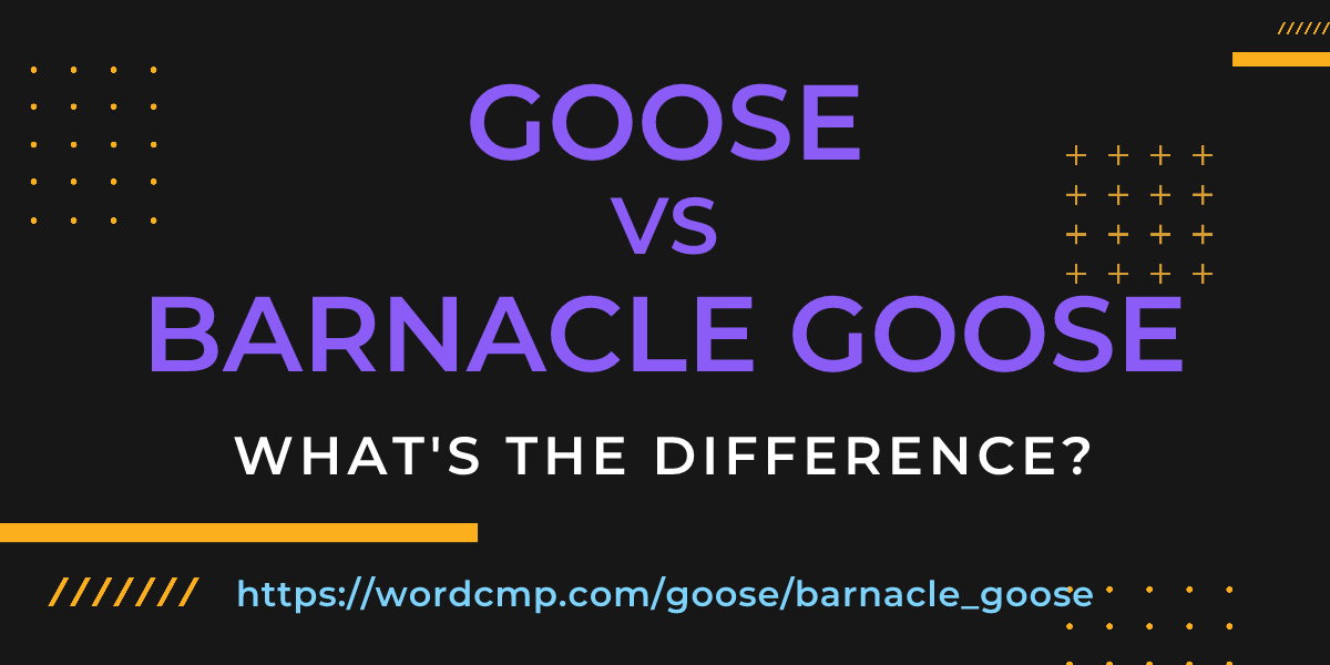 Difference between goose and barnacle goose