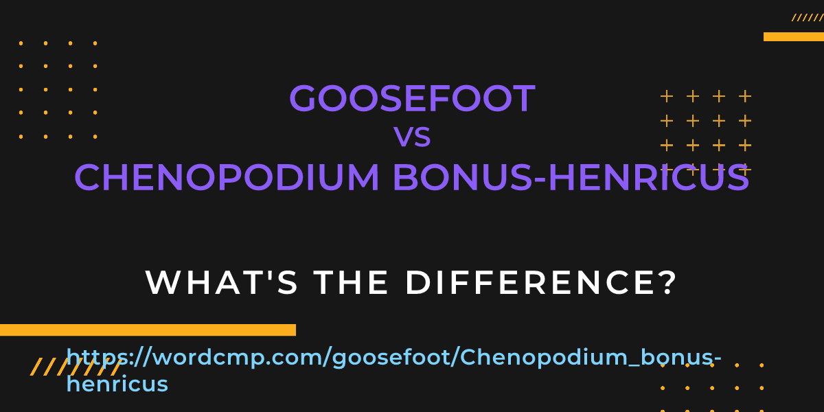 Difference between goosefoot and Chenopodium bonus-henricus