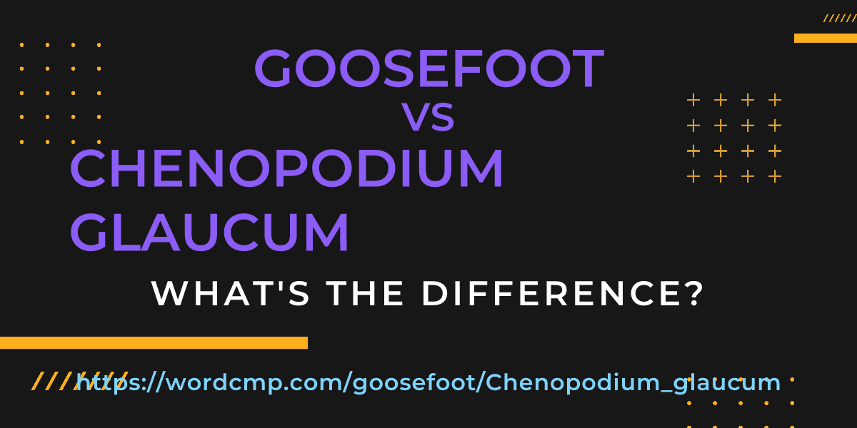 Difference between goosefoot and Chenopodium glaucum