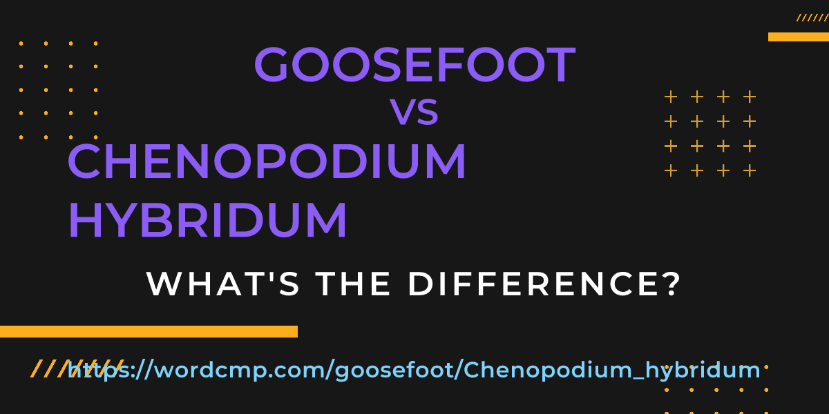 Difference between goosefoot and Chenopodium hybridum