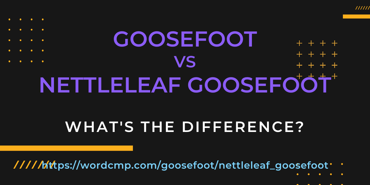 Difference between goosefoot and nettleleaf goosefoot