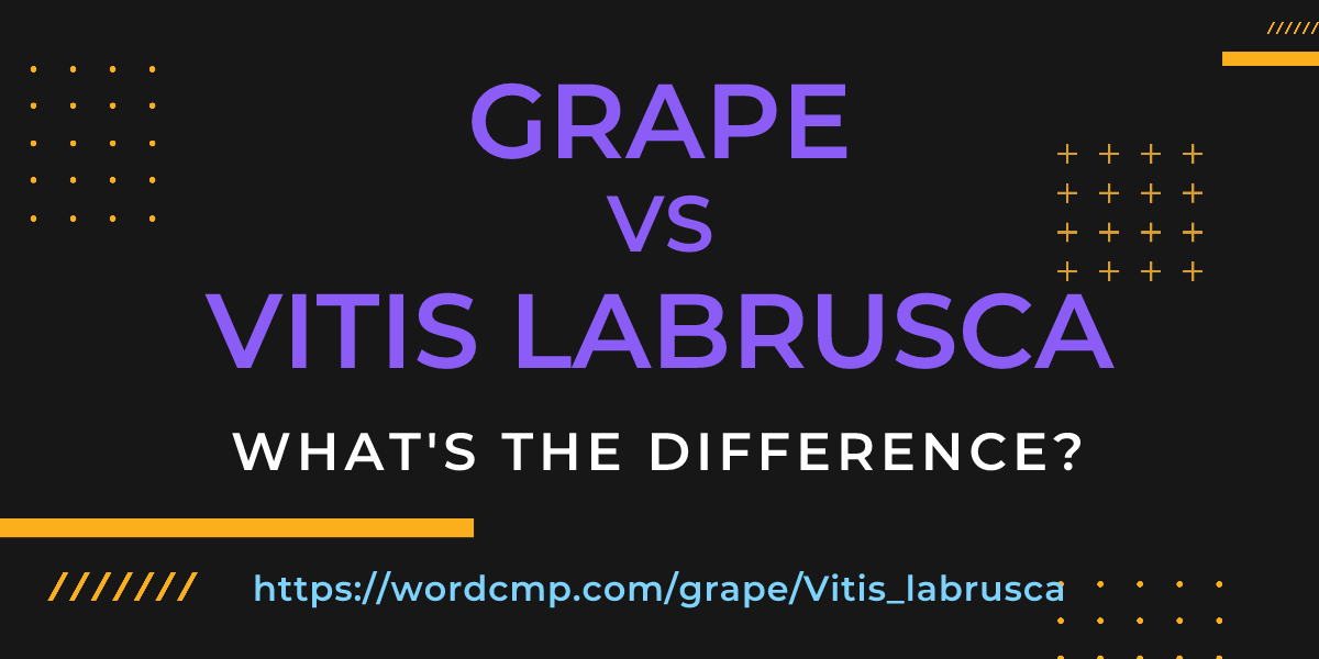 Difference between grape and Vitis labrusca