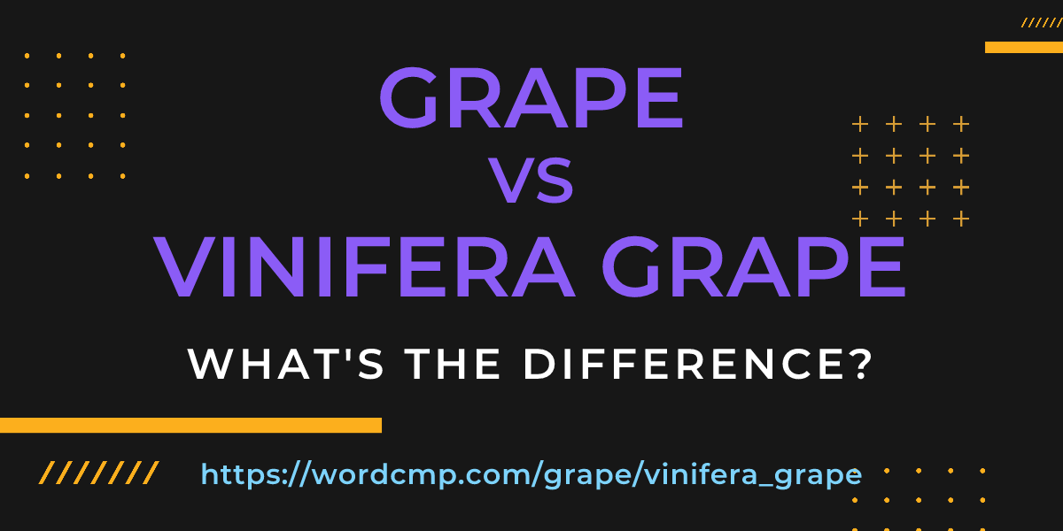 Difference between grape and vinifera grape