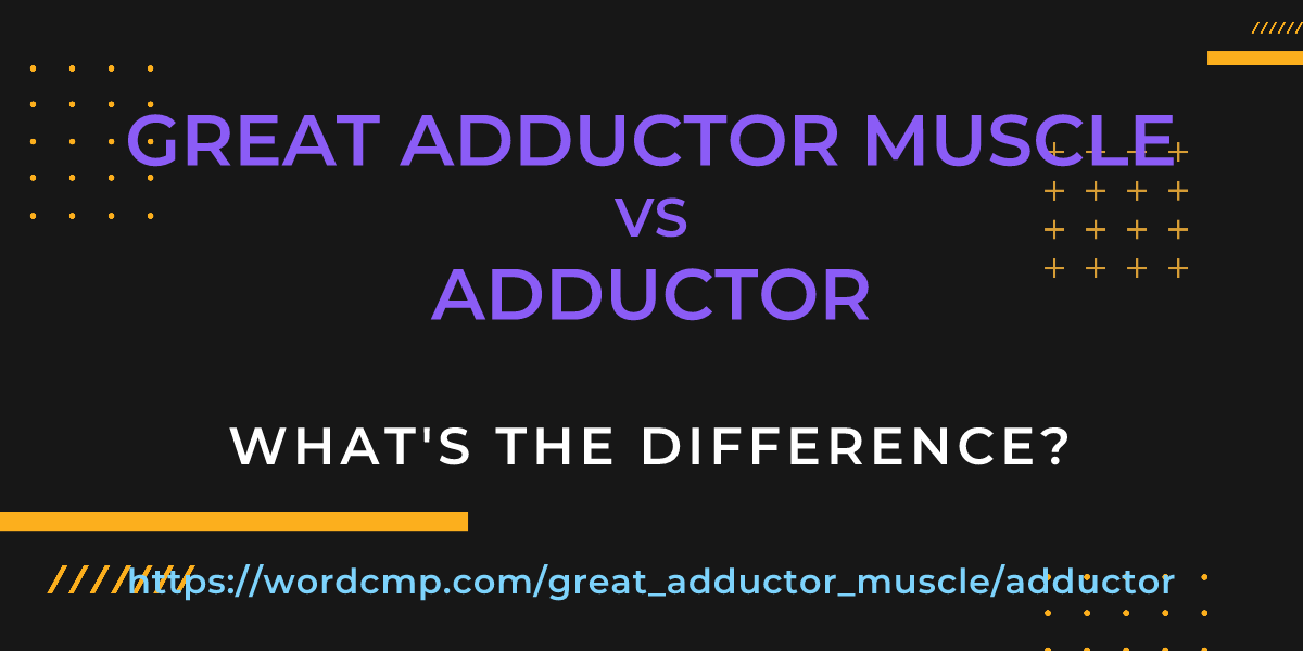 Difference between great adductor muscle and adductor