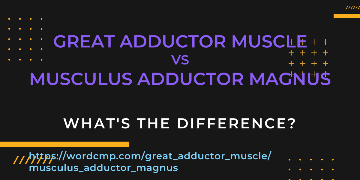 Difference between great adductor muscle and musculus adductor magnus