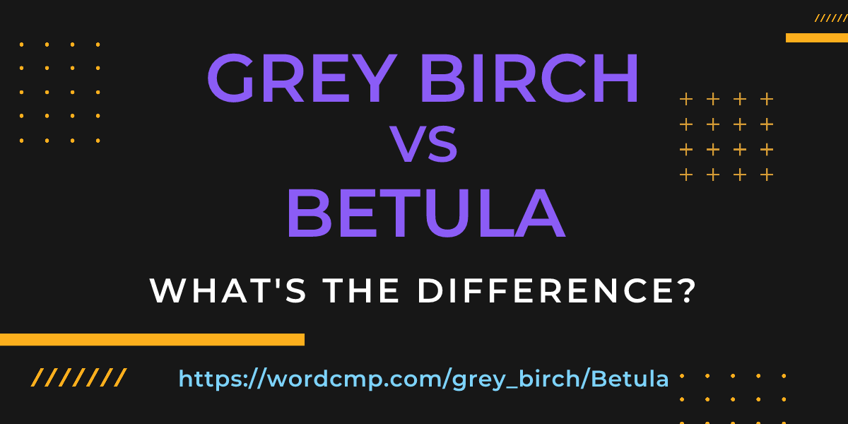 Difference between grey birch and Betula