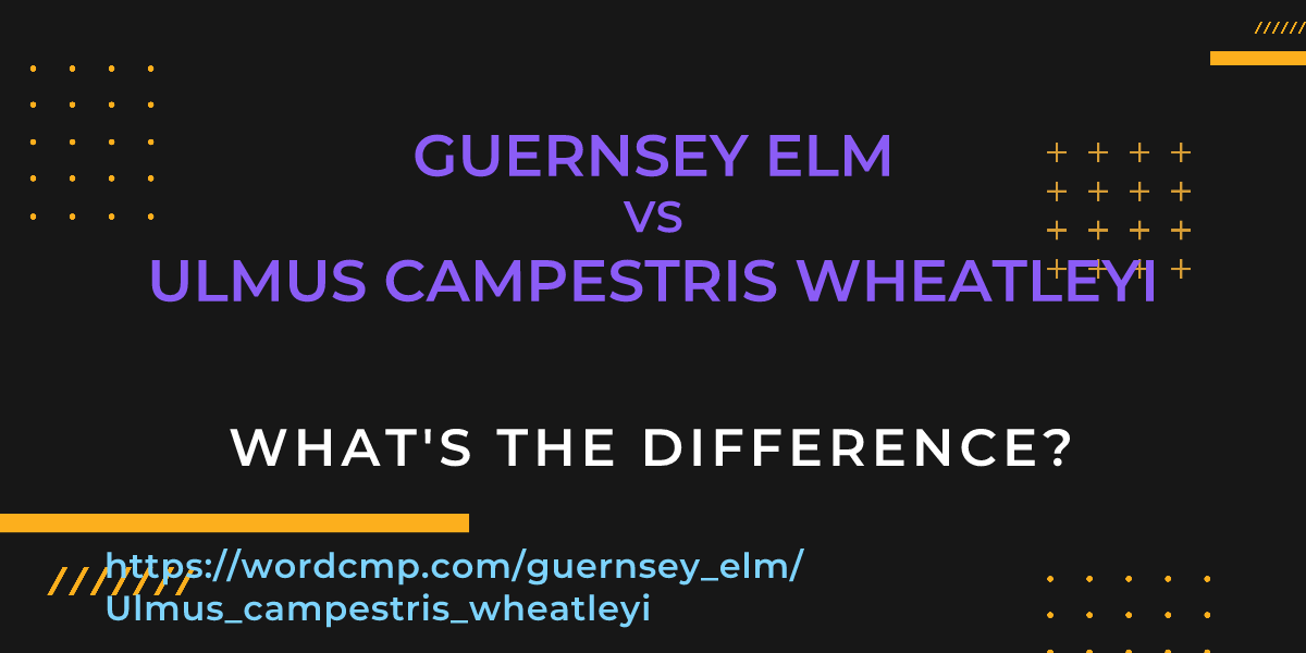 Difference between guernsey elm and Ulmus campestris wheatleyi