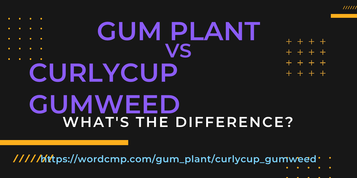 Difference between gum plant and curlycup gumweed