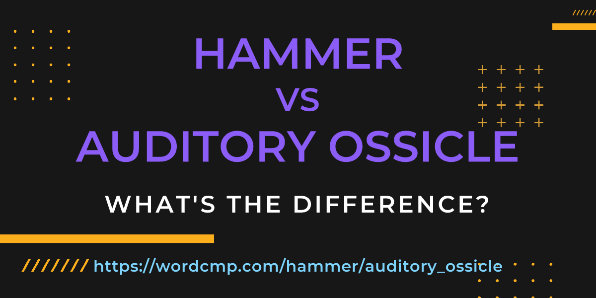 Difference between hammer and auditory ossicle