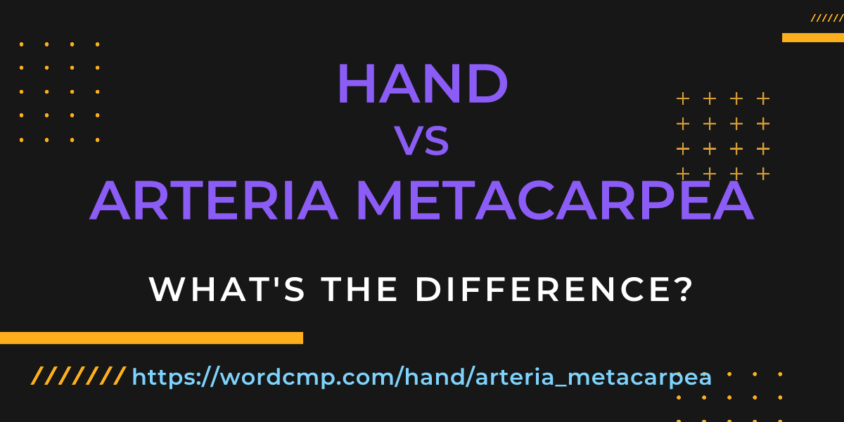 Difference between hand and arteria metacarpea