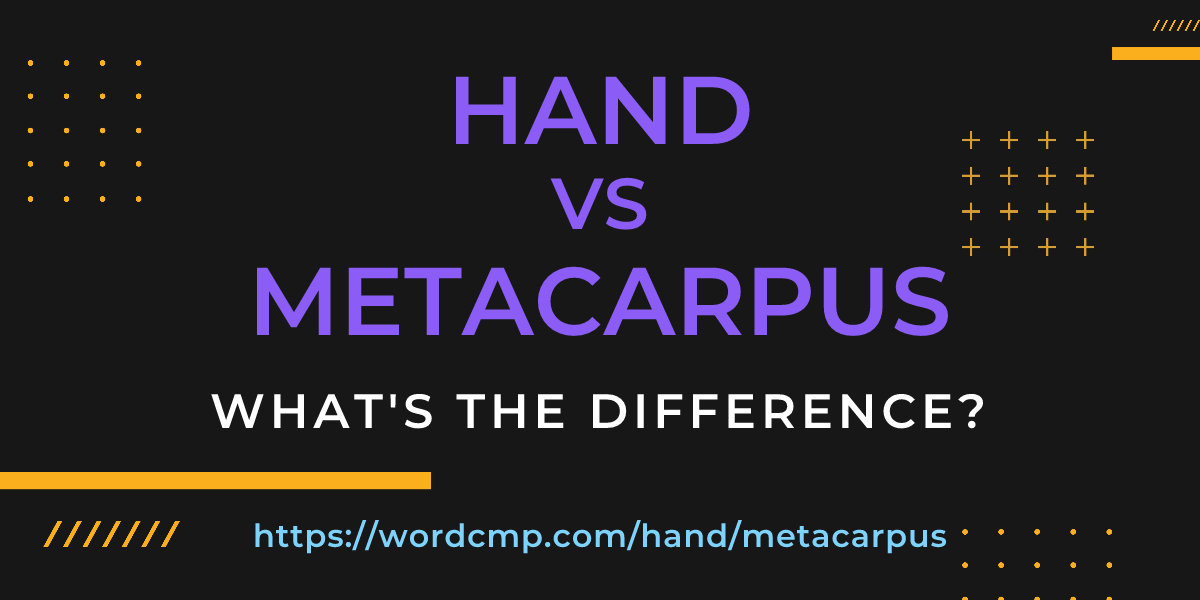 Difference between hand and metacarpus