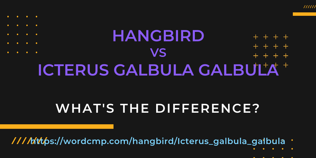 Difference between hangbird and Icterus galbula galbula
