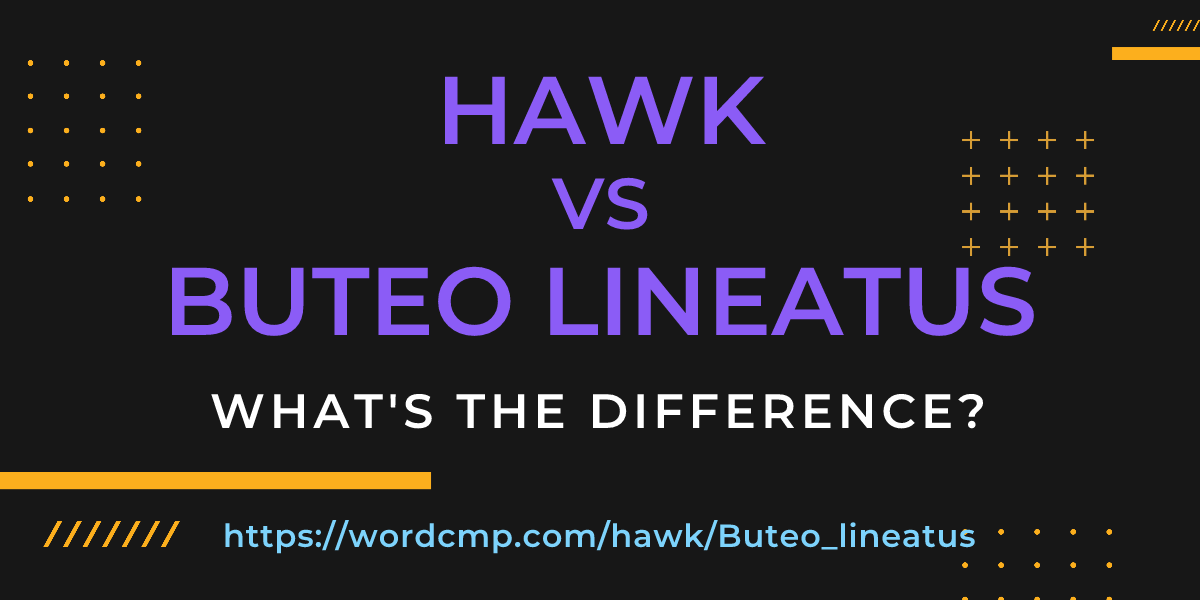 Difference between hawk and Buteo lineatus