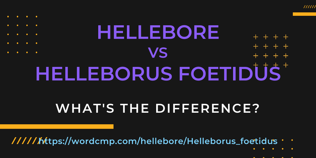 Difference between hellebore and Helleborus foetidus