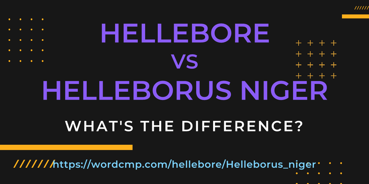 Difference between hellebore and Helleborus niger