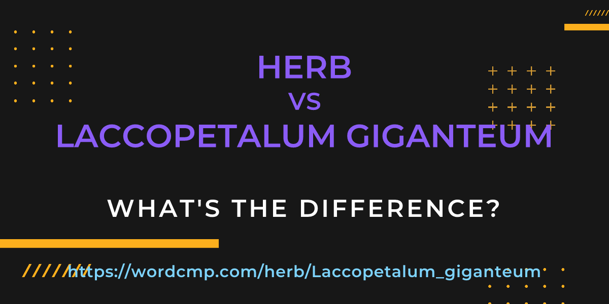Difference between herb and Laccopetalum giganteum