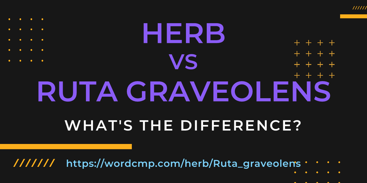 Difference between herb and Ruta graveolens