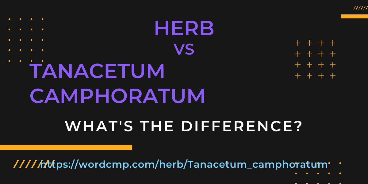 Difference between herb and Tanacetum camphoratum