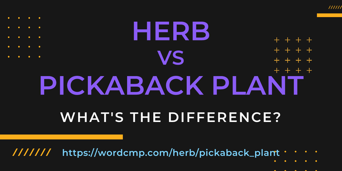 Difference between herb and pickaback plant